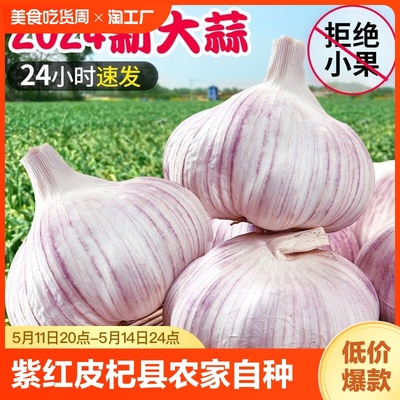 大蒜头农家自种5斤整箱新干蒜蒜头紫白皮新鲜特大大果正宗种植