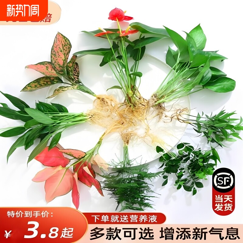 花卉盆栽水培植物室内花绿植四季水生好养活绿萝文竹芋红白掌开花