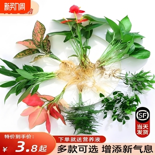花卉盆栽水培植物室内花绿植四季 水生好养活绿萝文竹芋红白掌开花