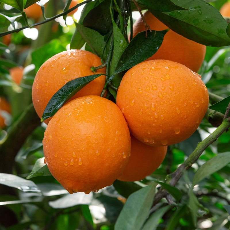 正宗江西赣南脐橙新鲜大果手剥橙寻乌产地直发香甜多汁水果甜橙子,水产肉类/新鲜蔬果/熟食,橙,淘宝优惠券,粉丝福利购,淘宝优惠卷