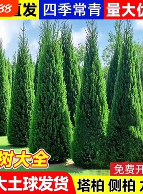 坟前树墓前绿植塔柏树苗松柏树苗侧柏树苗龙柏树苗植物节塔松圆柏