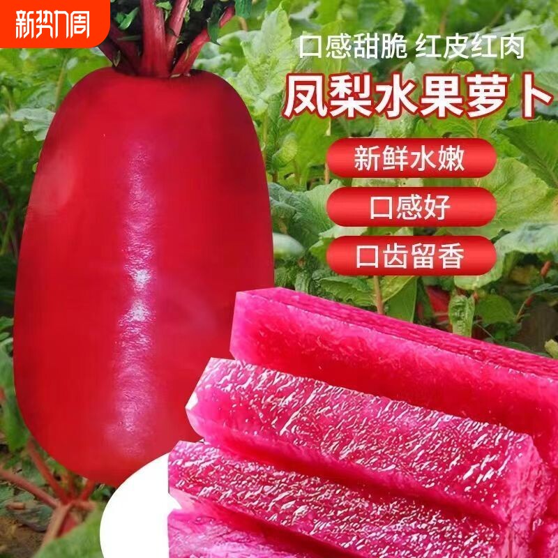 新品种凤梨水果萝卜种子生吃紫美人萝卜胭脂萝卜籽夏季可种K新鲜