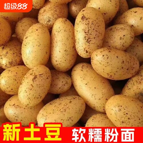 贵州特产威宁黄心洋芋土豆