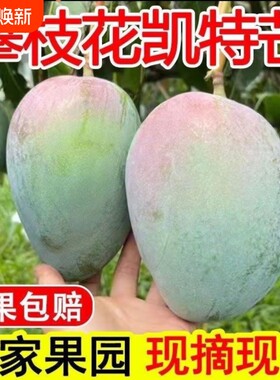 攀枝花凯特芒果水果新鲜大芒果青皮芒果特大青皮芒当季大果现货
