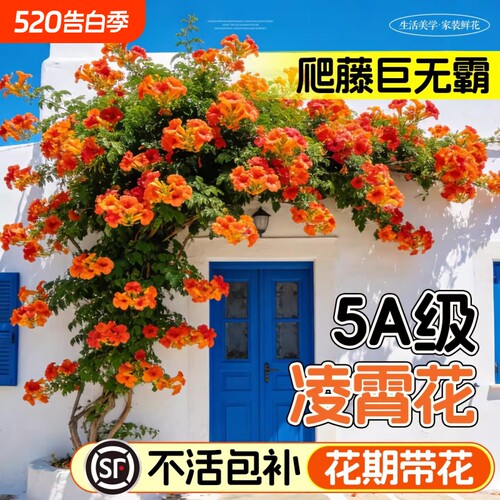 凌霄花爬藤大苗植物炮仗花盆栽四季开花绿植庭院阳台耐寒好养花卉
