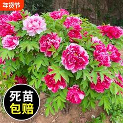 正宗牡丹花苗盆栽重瓣带花苞洛阳牡丹花大树苗老桩菏泽红牡丹花王