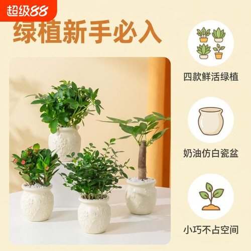 发财树浮雕盆桌面迷你绿植盆栽九里香易活小植物虎皮客厅鲜花造景