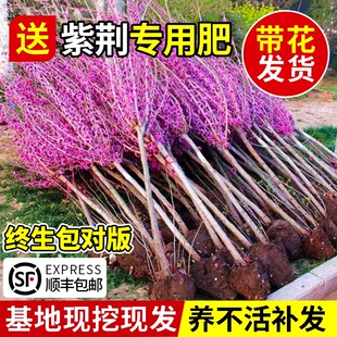 紫荆花树苗室外花卉紫金植物庭院丛生园林风景大树苗四季好养绿化