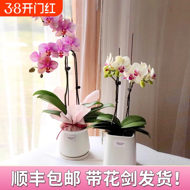 蝴蝶兰盆栽带花剑花苞兰花大苗四季勤花室内桌面好养绿植花卉易活