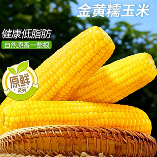 东北黄糯玉米真空装新货现摘农家自种新鲜甜糯玉米棒速食烧烤粗粮