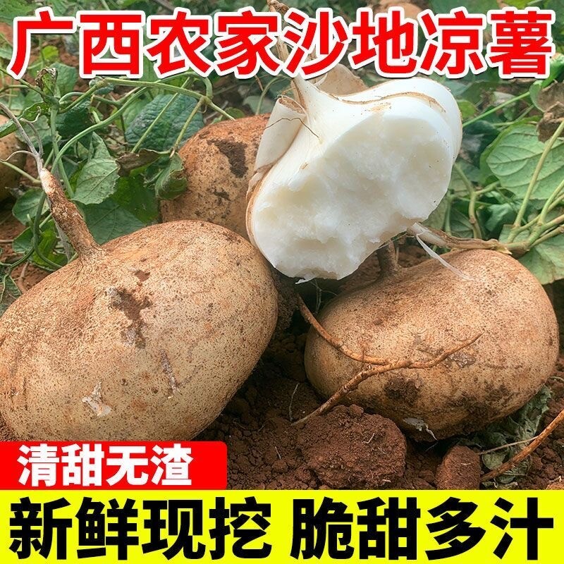 凉薯新鲜现挖水果即食农家自种白地瓜红豆薯蔬菜整箱土瓜小番薯沙