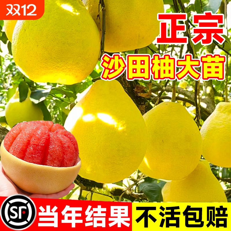 【包对版包成活】柚子大苗