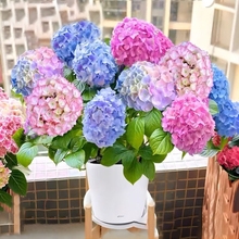 重瓣绣球花苗盆栽老桩无尽夏大苗带花苞四季开花卉植物室内室外