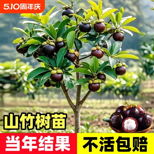 释迦果苗树带果台湾凤梨嫁接果苗