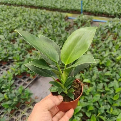 绿公主金钻室内盆栽客厅绿植花卉大叶植物办公室好养活四季常绿