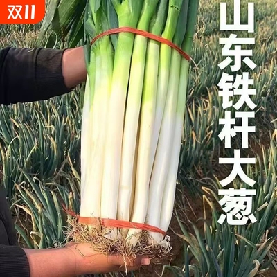 新鲜大葱5斤装|超3000次加购