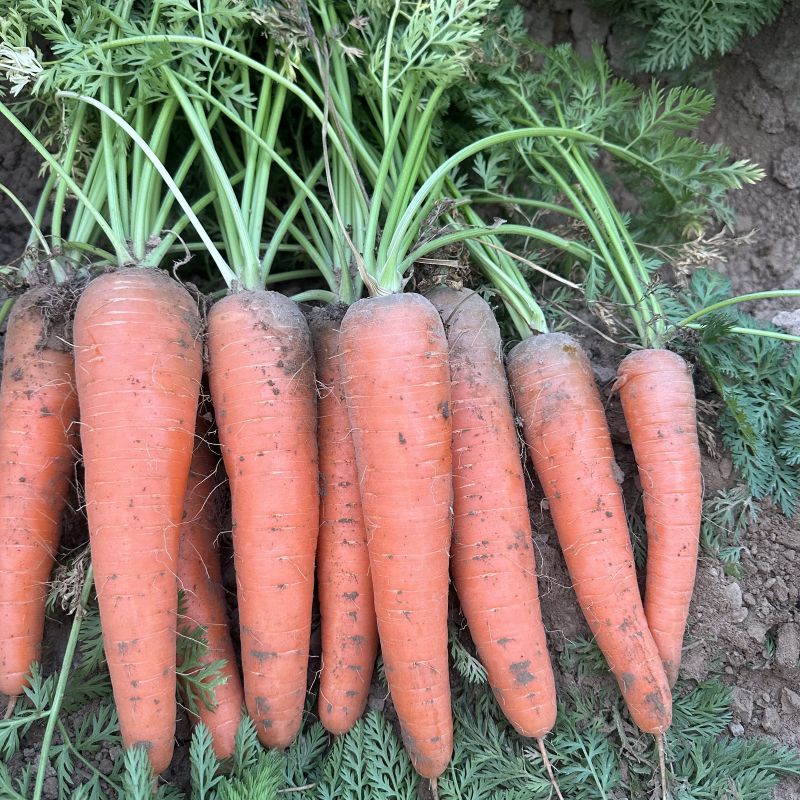 河南现挖新鲜胡萝卜榨汁纯天然生吃脆甜农家自种红萝卜新鲜蔬菜