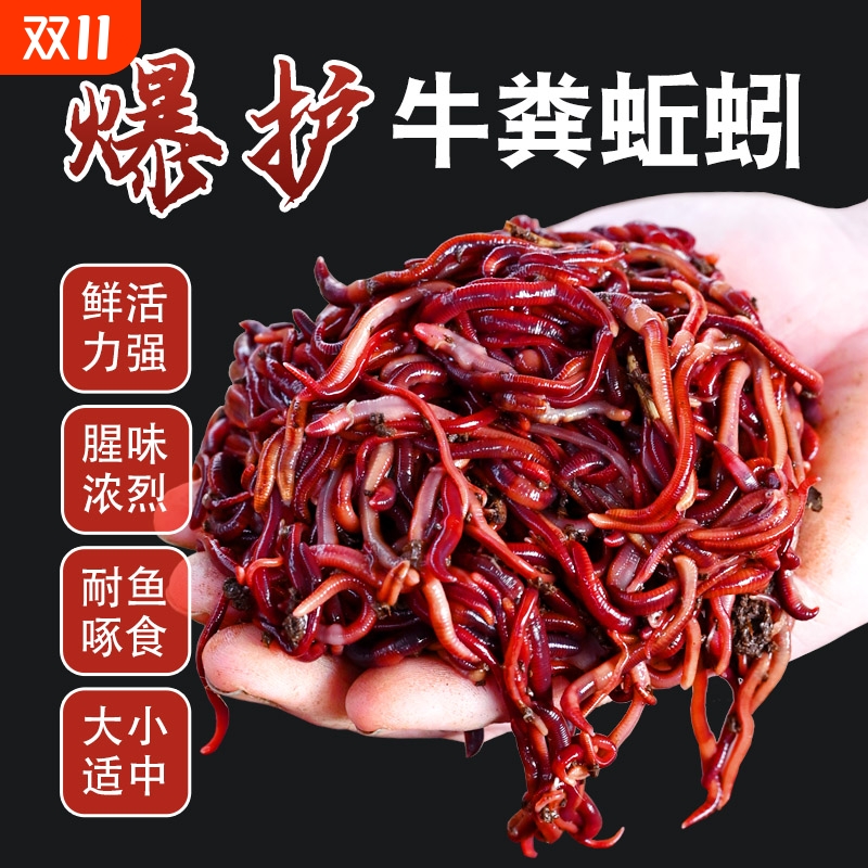 蚯蚓活饵鲜活红虫垂钓鱼饵料鲫鱼鲤鱼野钓黑坑鱼料打窝料鱼食通杀