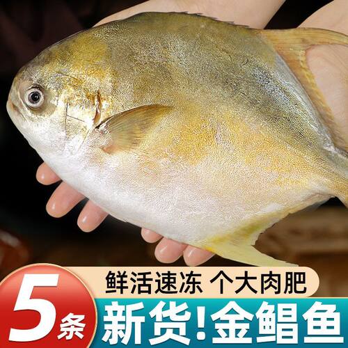 特大号金鲳鱼新鲜海鱼鲳鱼金昌鱼白鲳鱼海鲜水产鲜活冷冻深海配送