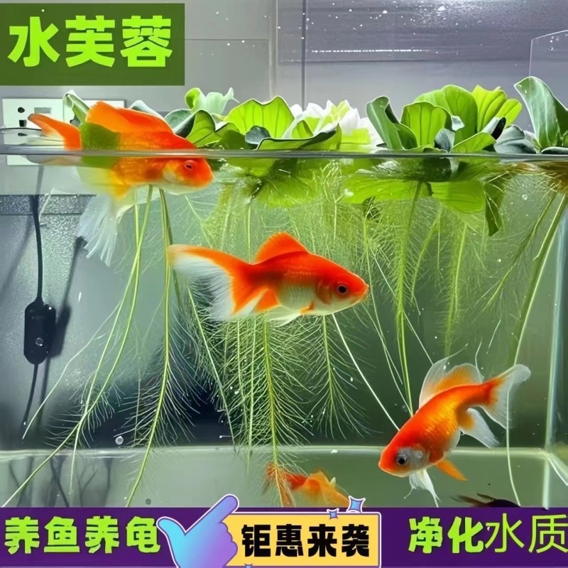 水芙蓉浮萍水草植物鱼缸生态缸造景专用和鱼龟共养净化水质绿植