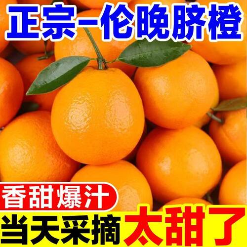正宗伦晚脐橙榨汁手剥甜橙纯甜多汁新鲜当季现摘爆汁香甜多规格