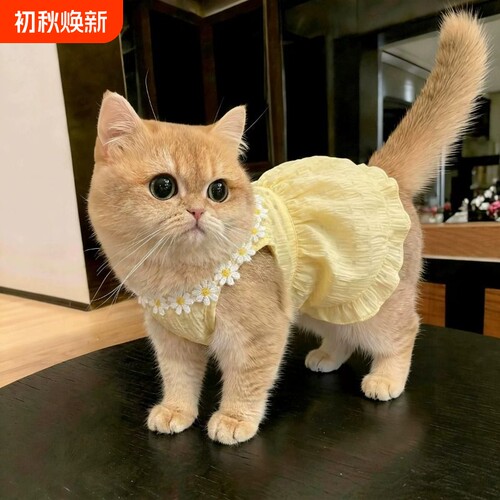 猫咪衣服防掉毛夏季薄款宠物背心