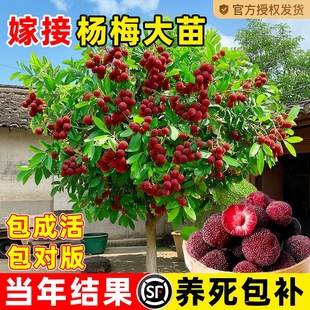 特大杨梅树苗东槐仙居东魁南方嫁接黑炭水果树果苗南方种植地栽苗