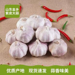 农家产地直发新干蒜大蒜头干蒜金乡批发新鲜蔬菜白皮蒜