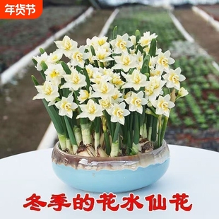 【冬季水培】水仙花水培四季开花盆栽耐寒植物室内易养活花卉绿植