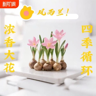 种植浓香型重瓣多色韭兰葱兰室内阳台绿植 种球四季 水培风雨兰