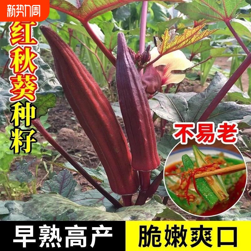 秋葵种子红秋葵黄秋葵种子庭院高产蔬菜种子蔬菜籽四季种植秋葵籽
