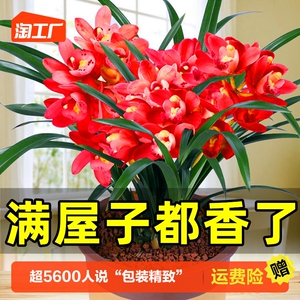 兰花苗盆栽好养君子兰蝴蝶兰花卉绿植物四季开花特大客厅阳台桌面
