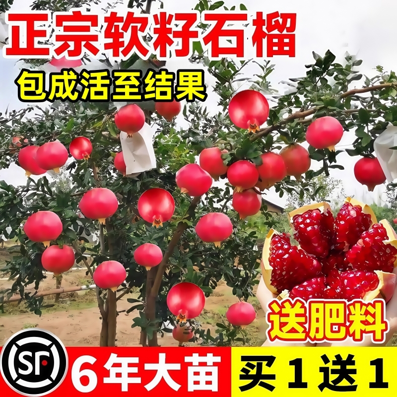 石榴树树苗突尼斯软籽无籽蒙阳红石榴盆栽庭院水果树特大带土果苗