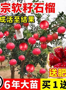 石榴树树苗突尼斯软籽无籽蒙阳红石榴盆栽庭院水果树特大带土果苗