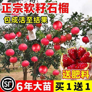 石榴树树苗突尼斯软籽无籽蒙阳红石榴盆栽庭院水果树特大带土果苗
