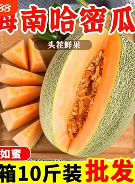 现摘正宗哈密瓜当季新鲜水果整箱现摘晓蜜脆甜网纹瓜西洲蜜瓜