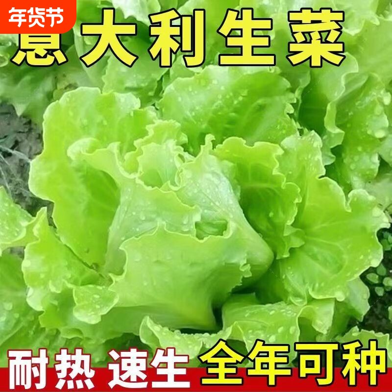 意大利生菜种子脆甜可生吃生菜种子四季庭院阳台蔬菜种子