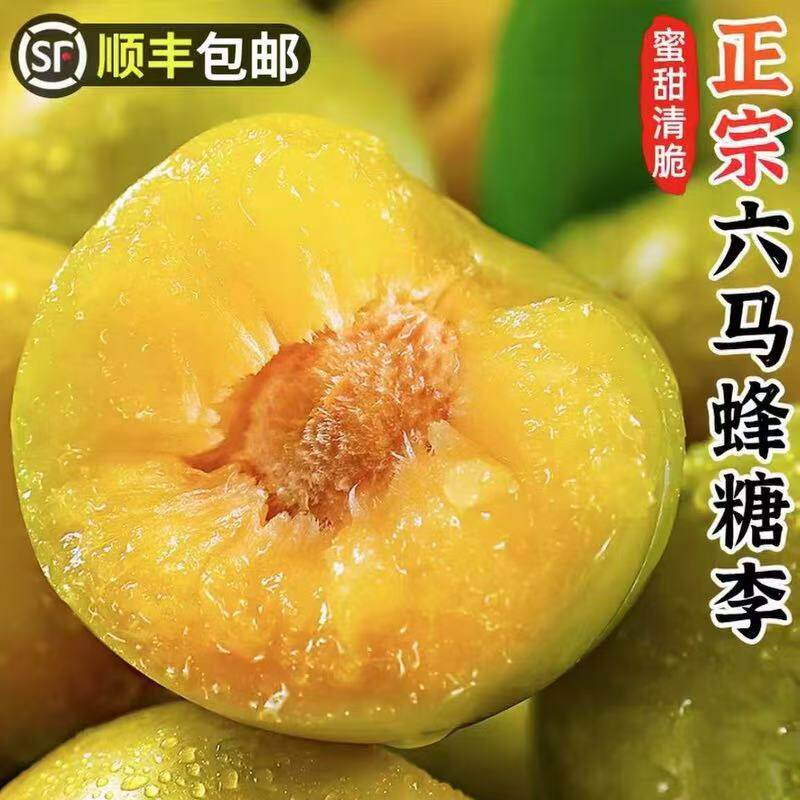 正宗贵州镇宁六马蜂糖李子纯甜新鲜现摘脆李产地直发蜂蜜脆甜大果
