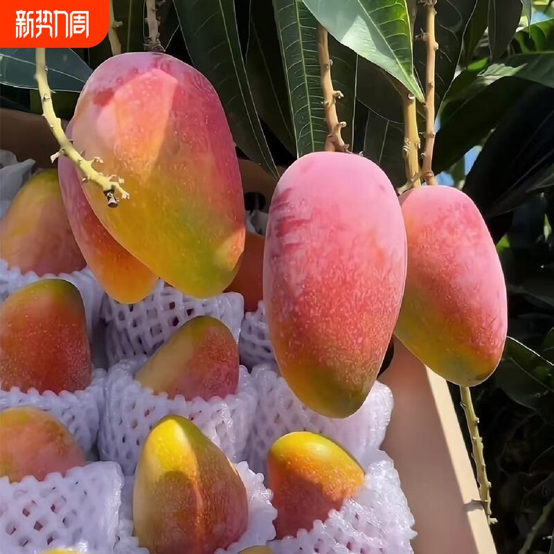 海南贵妃芒当季新鲜水果5斤树上自然熟红金龙果园现摘台芒芒果