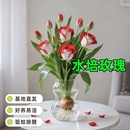 新款 浓香型玫瑰花驱蚊虫好养水培耐热花卉办公室内绿植盆栽