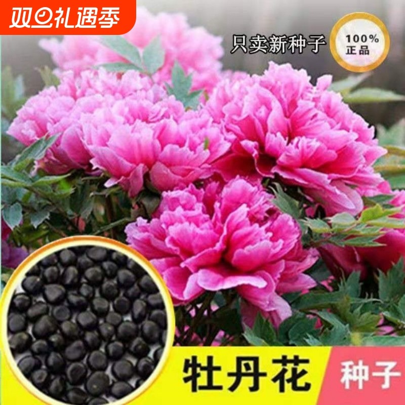 多款牡丹花种子齐全牡丹花花色洛阳易种四季阳台室内庭院赏花必备