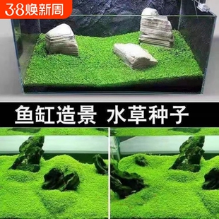 生态鱼缸专用水草种子四季养鱼速成草坪造景大小对叶牛毛草籽套餐