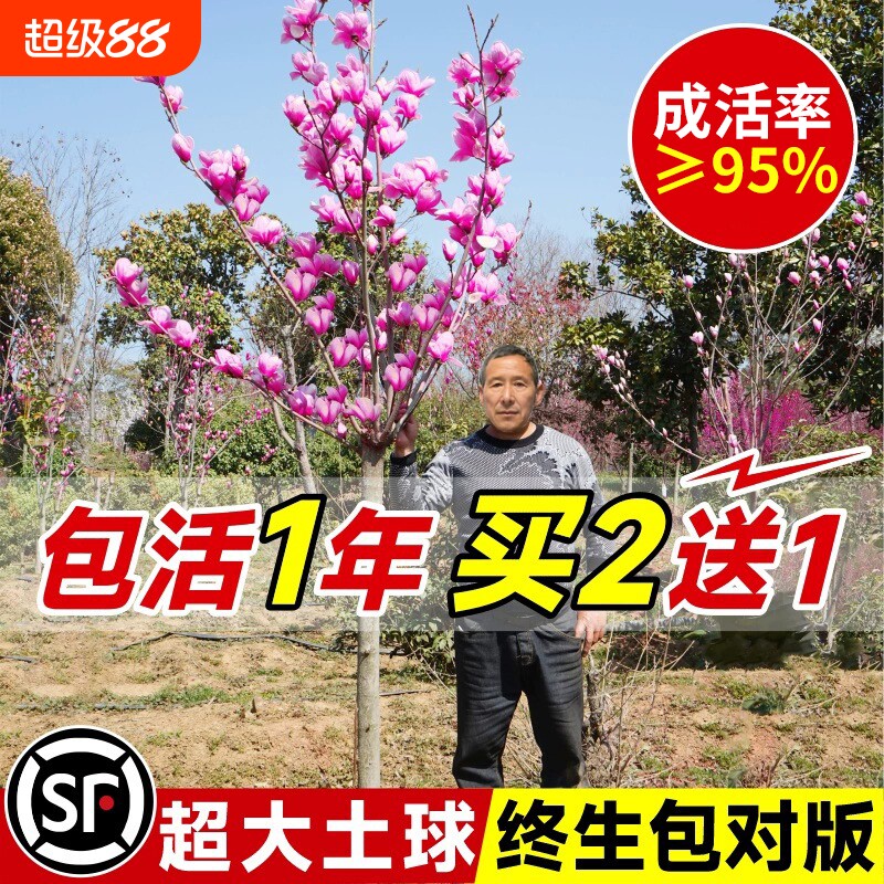 玉兰花树苗带花苞红白紫玉兰树室外矮化庭院四季花卉盆栽绿化大树图片