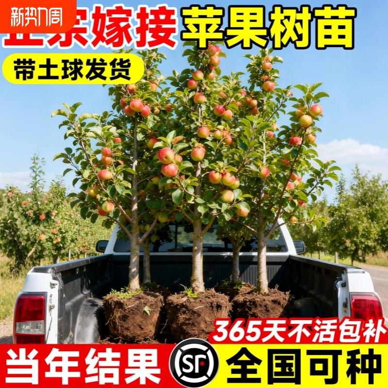 苹果树苗嫁接苗南方北方种植庭院盆栽地栽当年结果特大果树苗包活