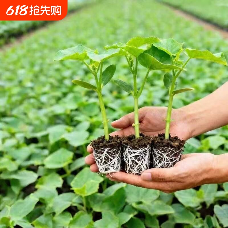 津研四号绿芯大黄瓜秧苗带土球水果黄瓜种子四季盆栽绿芯更甜