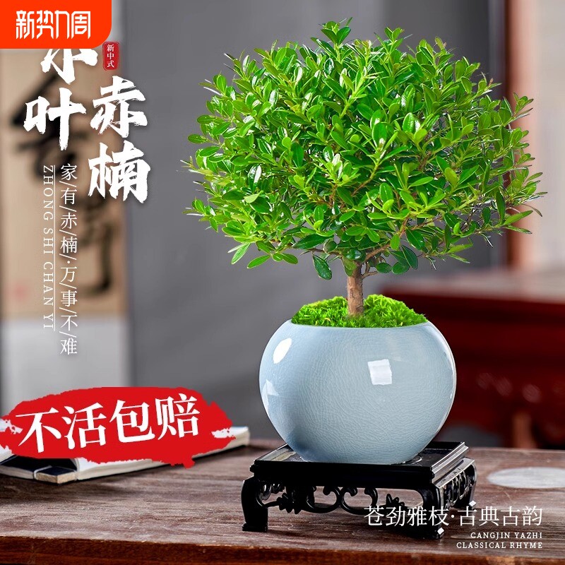 小叶赤楠盆景老桩文竹盆栽发财树室内桌面绿植物花卉金丝楠木客厅