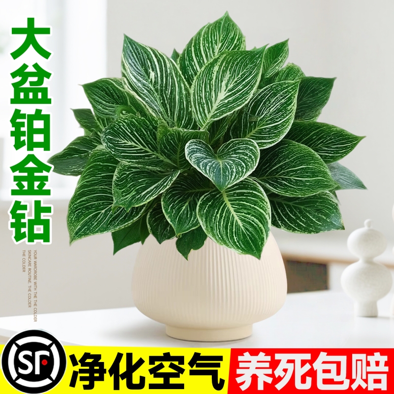铂金钻盆栽室内桌面水培绿植办公室大叶绿公主净化空气去除甲醛