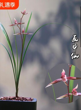 浙江细叶寒兰绿植名贵兰花苗画中仙冬带花苞花卉盆栽客厅开花品种