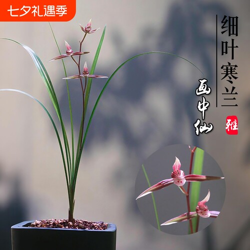 浙江细叶寒兰绿植名贵兰花苗画中仙冬带花苞花卉盆栽客厅开花品种