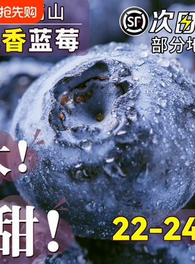 云南蓝莓新鲜水果当季L25鲜果现摘花香高山孕妇顺丰包邮大果采摘